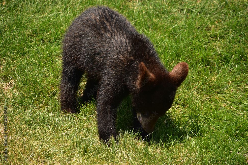 Playful Black Bear Cub Sniffing Around the Grass Playful Black Bear Cub Sniffing Around the Grass