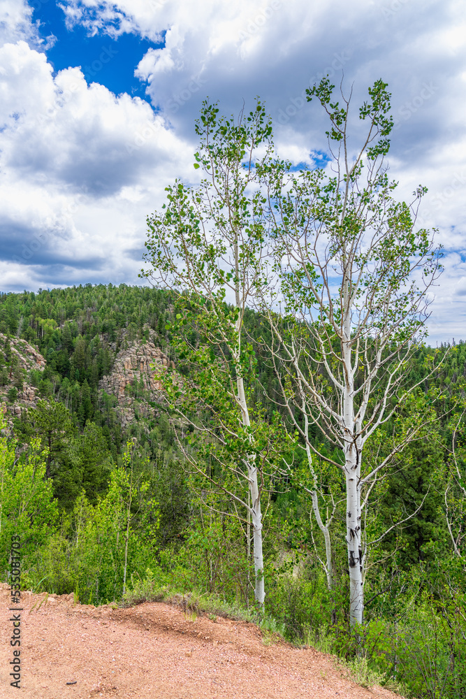 Colorado Aspen trees in July with green leaves and surrounding mountains