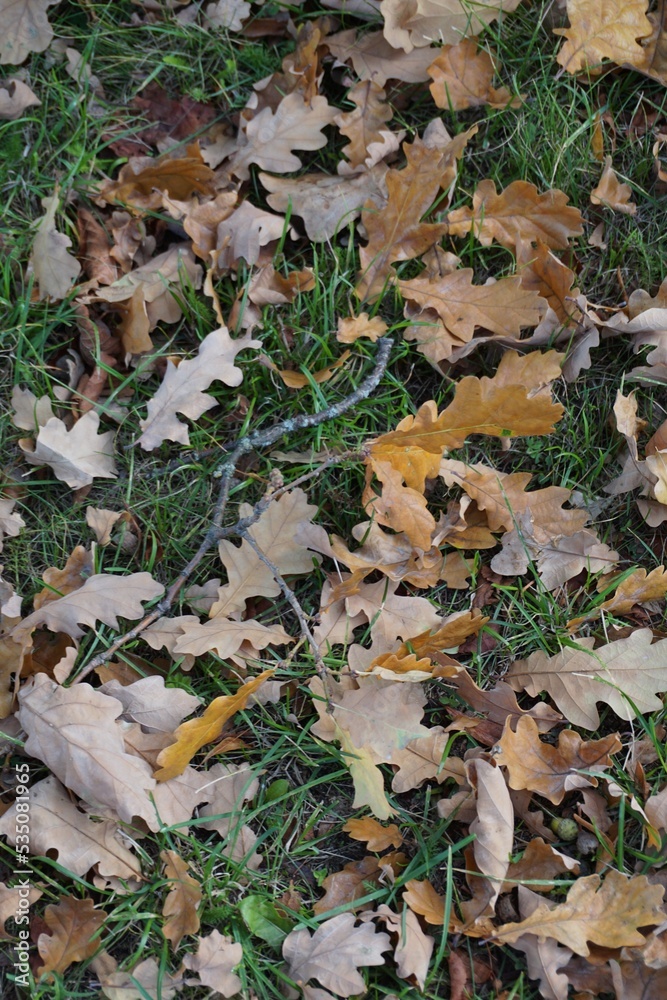 Brown oak leaves on the ground with green grass during autumn, fall season Brown oak leaves on the ground with green grass during autumn, fall season