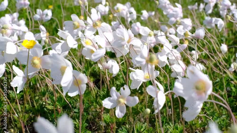 Close-up of a herbaceous plant anemone woodland stirring in the wind on a clear sunny summer day Close-up of a herbaceous plant anemone woodland stirring in the wind on a clear sunny summer day