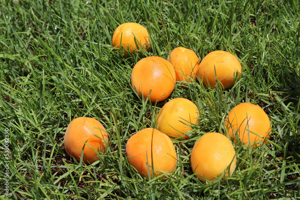 Ripe bright fruits apricots on green grass, close-up Ripe bright fruits apricots on green grass, close-up