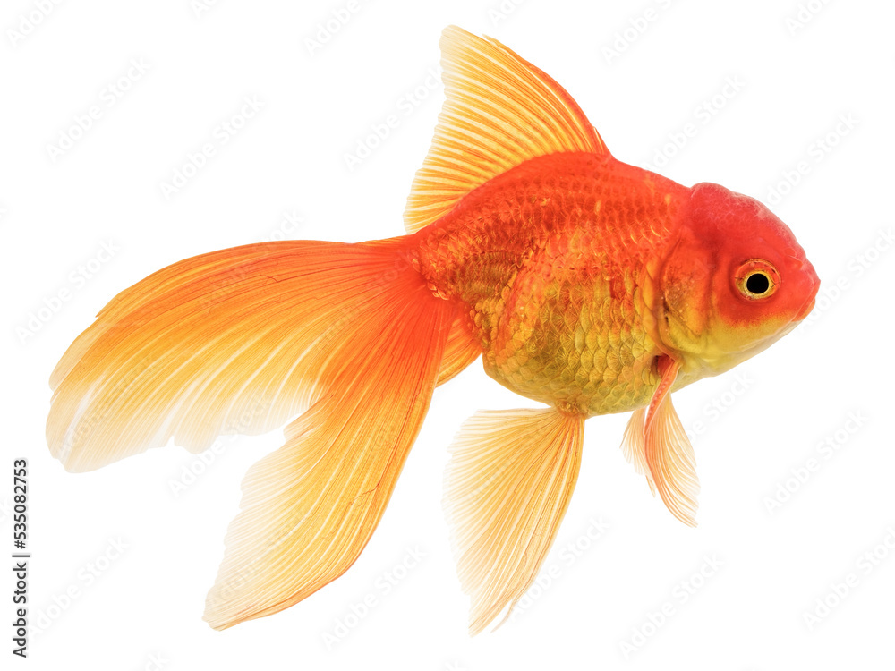 Fototapeta premium Fancy Oranda Gold Fish