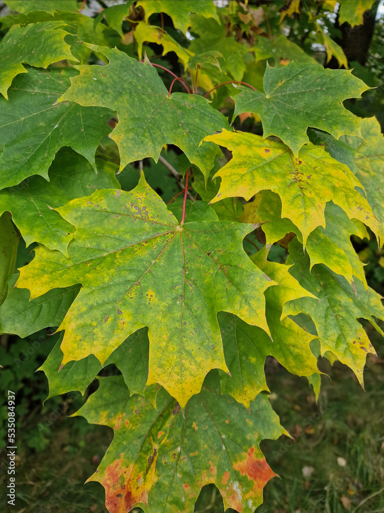 Autumn changes in nature, maple leaves on the branch turning color in autumn. Autumn changes in nature, maple leaves on the branch turning color in autumn.