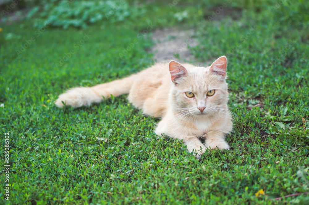 Fluffy redhead cat feeble lying on green grass and looking straight