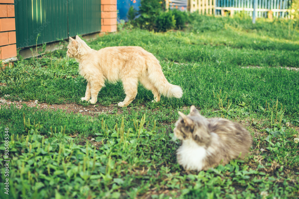 Fluffy redhead and three-colored white gray cats