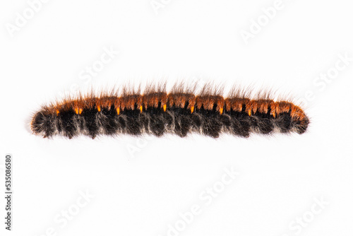 Macrothylacia rubi, the fox moth, caterpillar