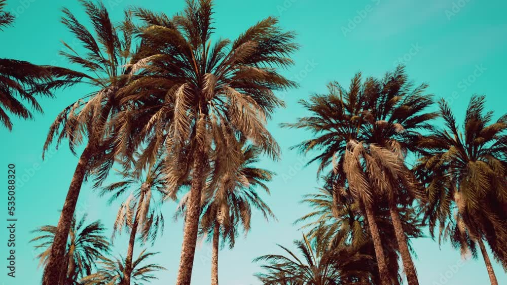 Underside of the coconuts tree with clear sky and shiny sun