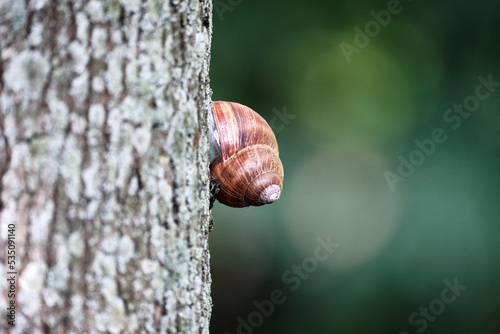 Snail with a brown shell on a tree trunk on a blurred natural background. Space for lettering and design. Selective focus.