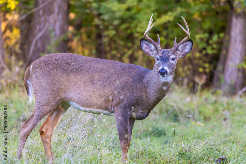 Male white-tailed deer (Odocoileus virginianus) in fall Male white-tailed deer (Odocoileus virginianus) in fall