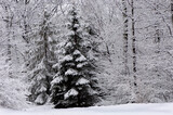 snow covered trees