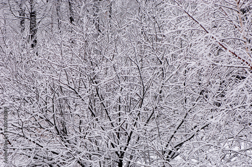 snow covered tree snow covered tree