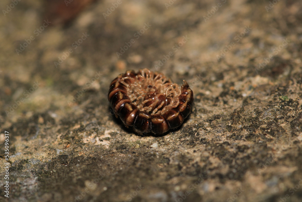 photo in scenic greenhouse millipede photo in scenic greenhouse millipede