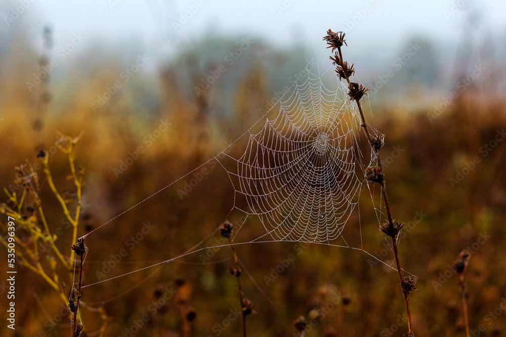 Spiderweb on herb stems with dew drops