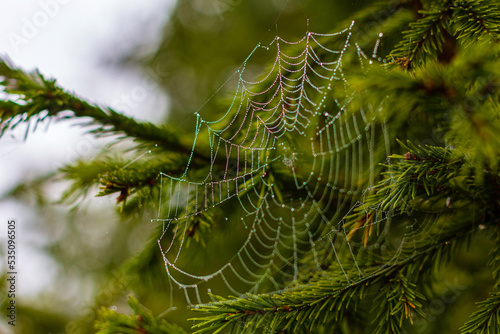 Spiderweb on fir branches with dew drops