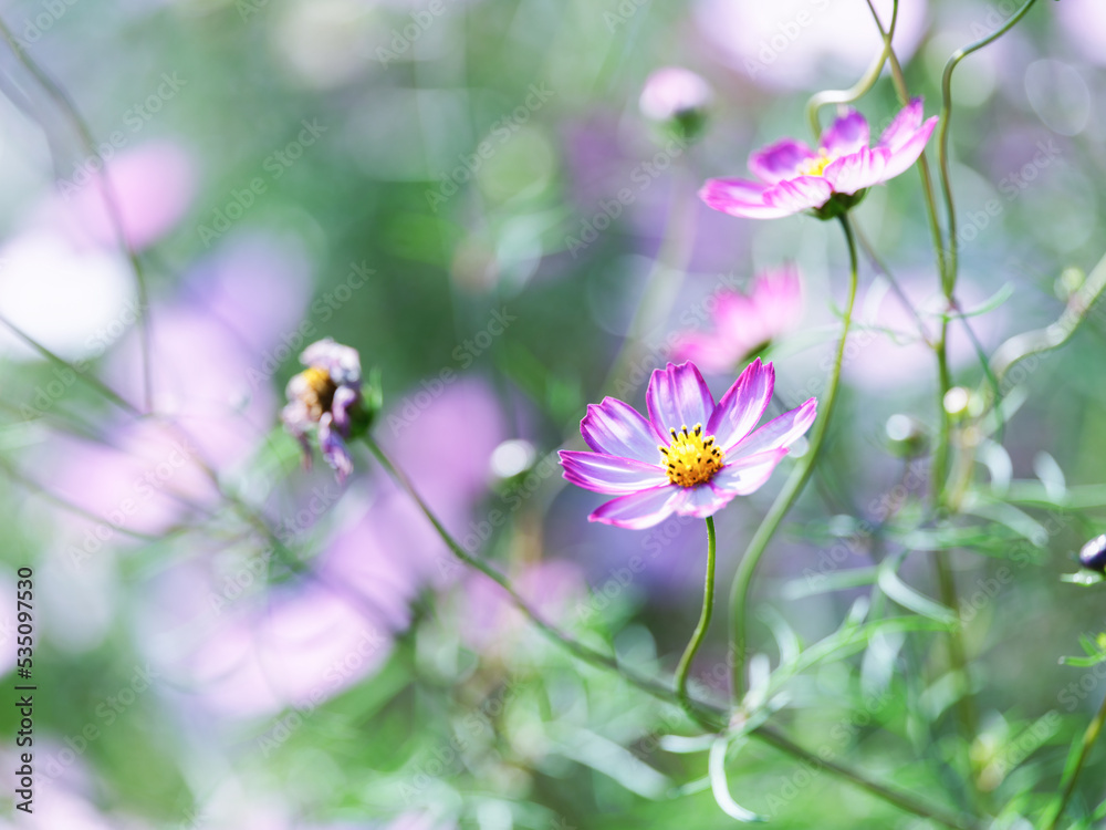 Obraz premium コスモス
