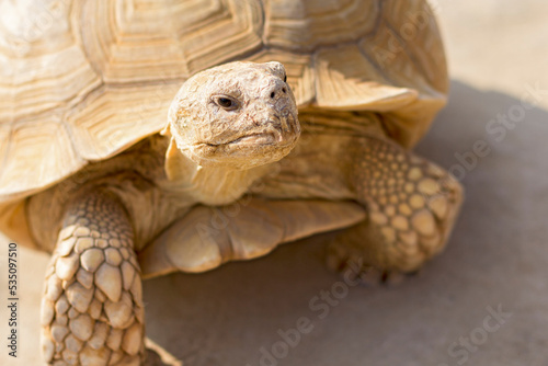 desert tortoise © Dina
