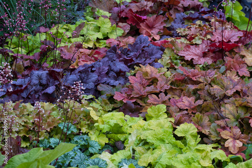 Heuchera alumroot leaves green red violet purple