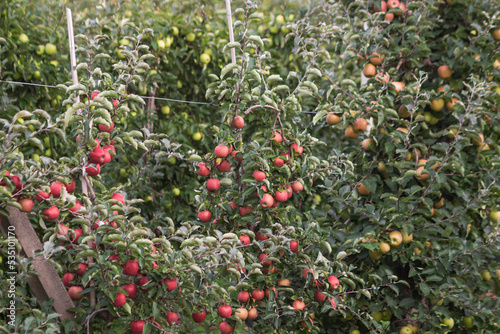 Apple orchard on the autumn day. Branches full of ripe red and green apples in a young apple trees ready for harvesting.