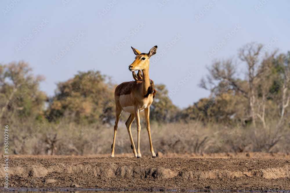 Naklejka premium Mashatu Game Reserve“Botsuwana”