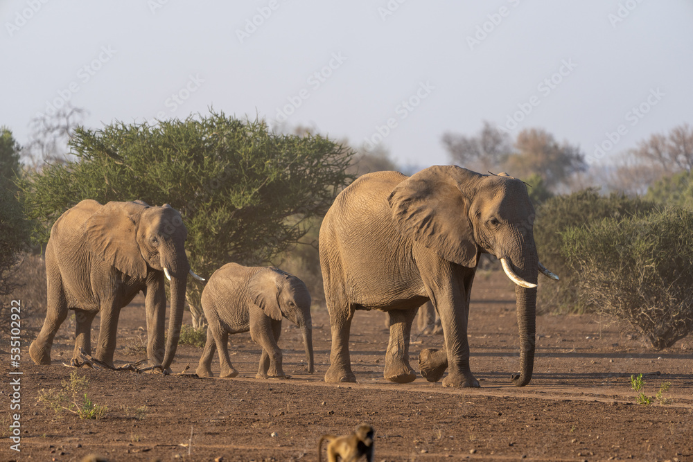 Fototapeta premium Mashatu Game Reserve“Botsuwana”