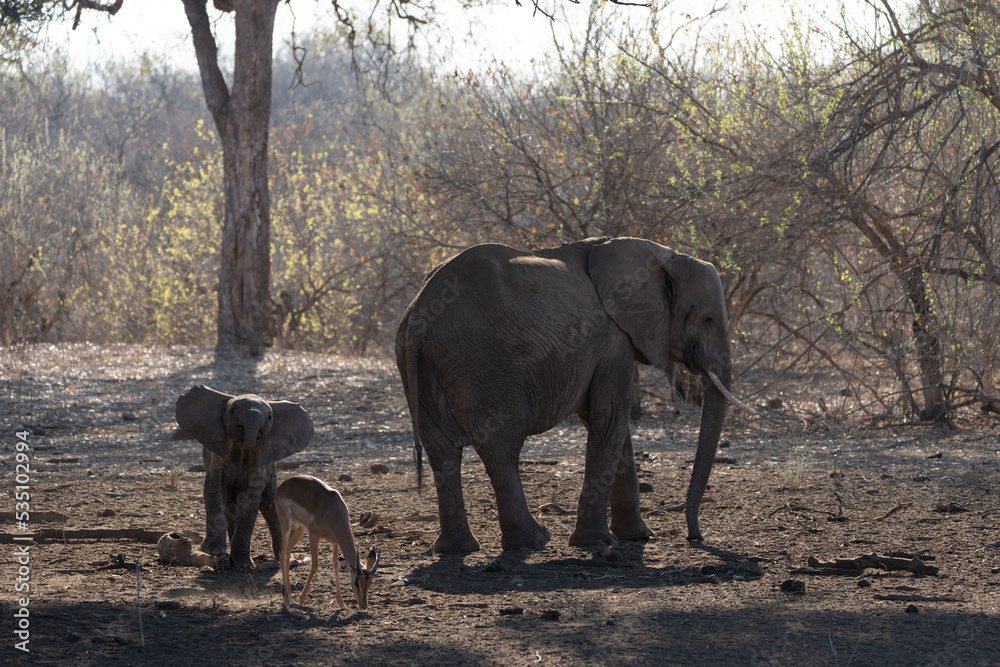 Fototapeta premium Mashatu Game Reserve“Botsuwana”