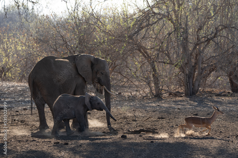 Fototapeta premium Mashatu Game Reserve“Botsuwana”