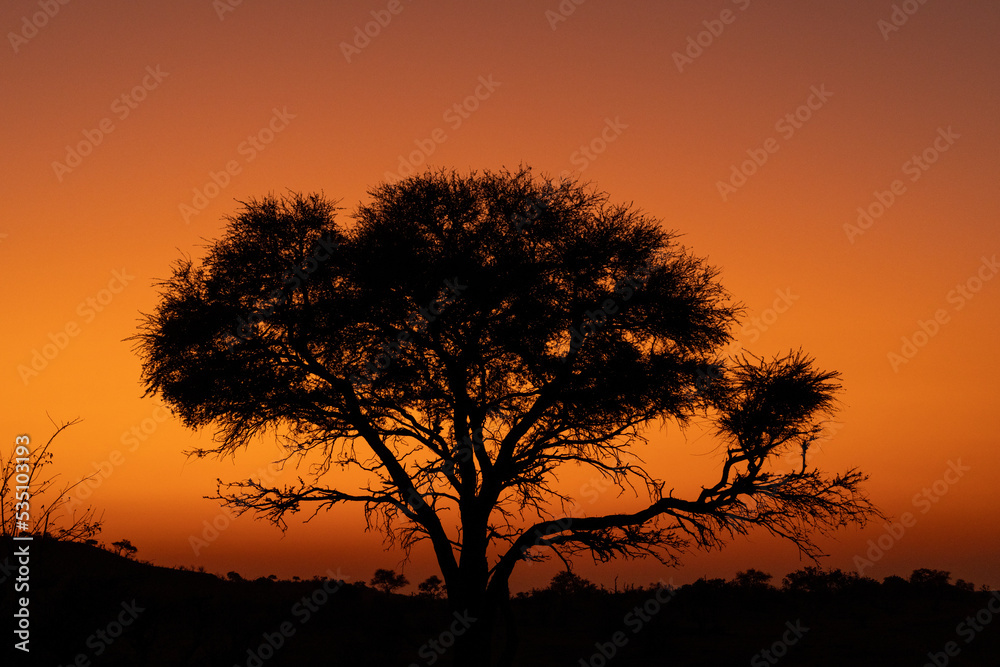 Mashatu Game Reserve“Botsuwana”