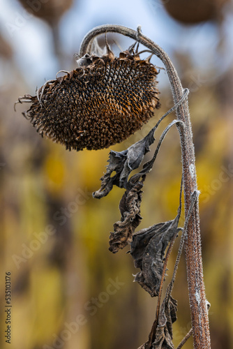 autumn fading sunflower field