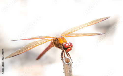 Red Dragonfly on a Stick © Penny Britt