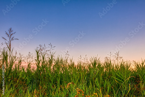 Green grass meadow in sun rays