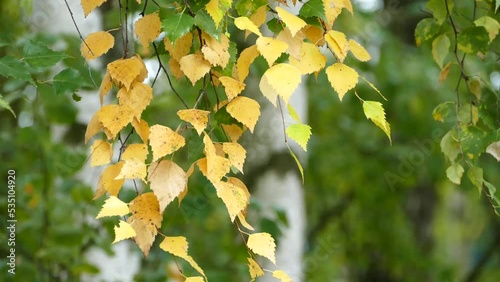 Weeping birch leaves beginning to turn yellow in early autumn