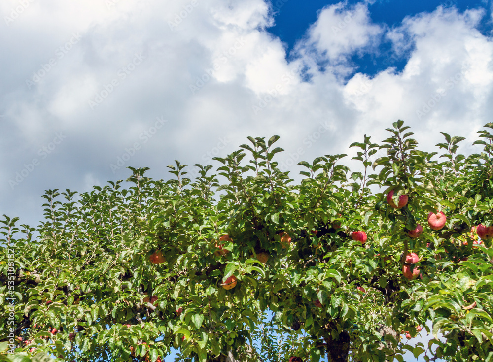 apples on a branch apples on a branch