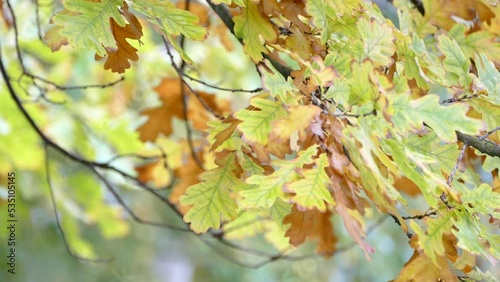 Oak tree branch wet with rain, yellow oak foliage in autumn, seasonal nature background