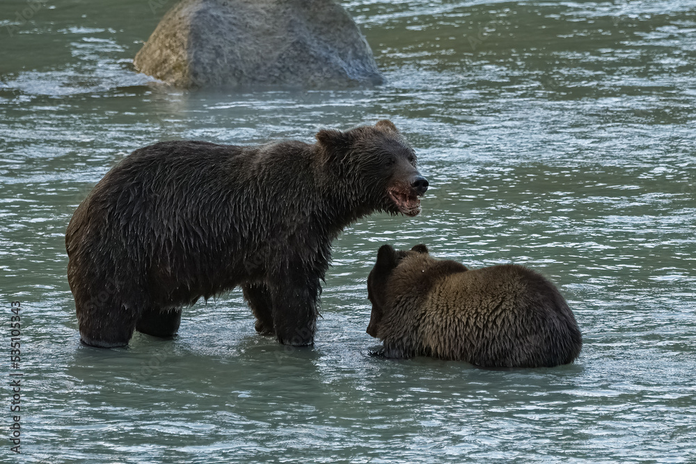 Grizzlys fishing salmon in the river in Alaska, mother with baby Grizzlys fishing salmon in the river in Alaska, mother with baby