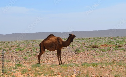 Camel from southern Morocco