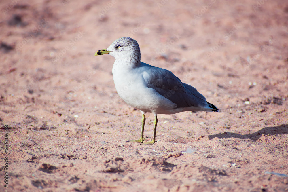 Fototapeta premium seagull on the beach