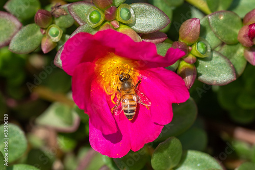 Yellow Jacket pollinates on Wingpod Purslane photo