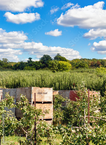 bee hives in an orchard photo