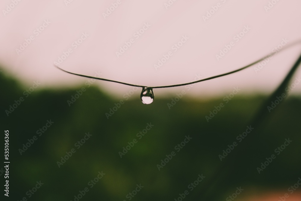 Fototapeta premium dew on the grass
