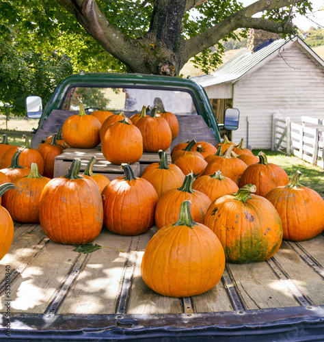 pumpkins on a farm