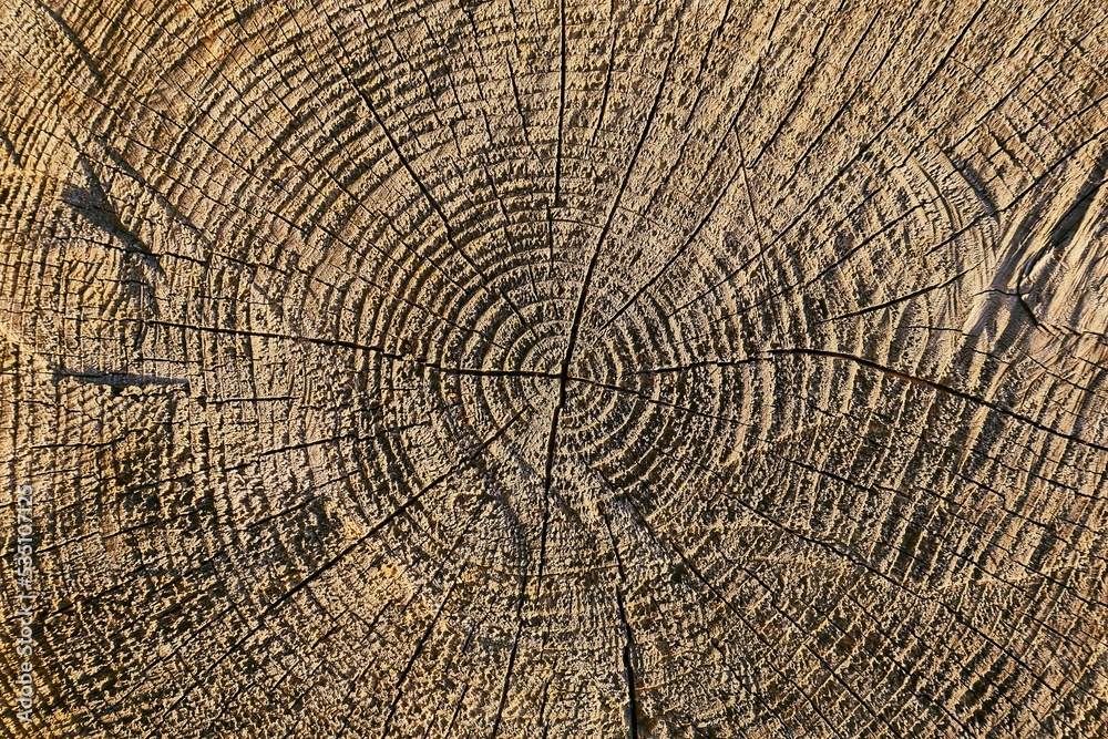 Naklejka premium Tree trunk texture