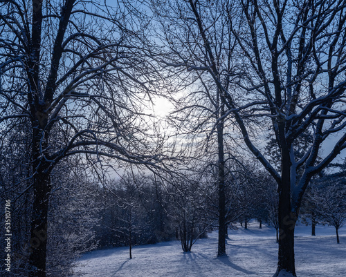 Sun shining through winter trees