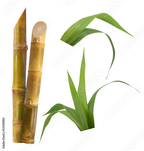 Single object of Sugar cane isolated on white background