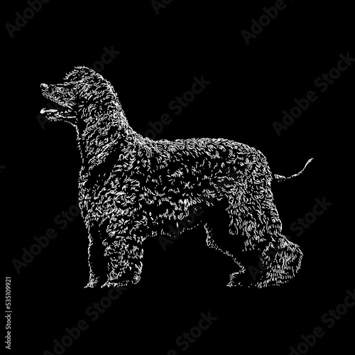 Irish Water Spaniel hand drawing. Vector illustration isolated on black background