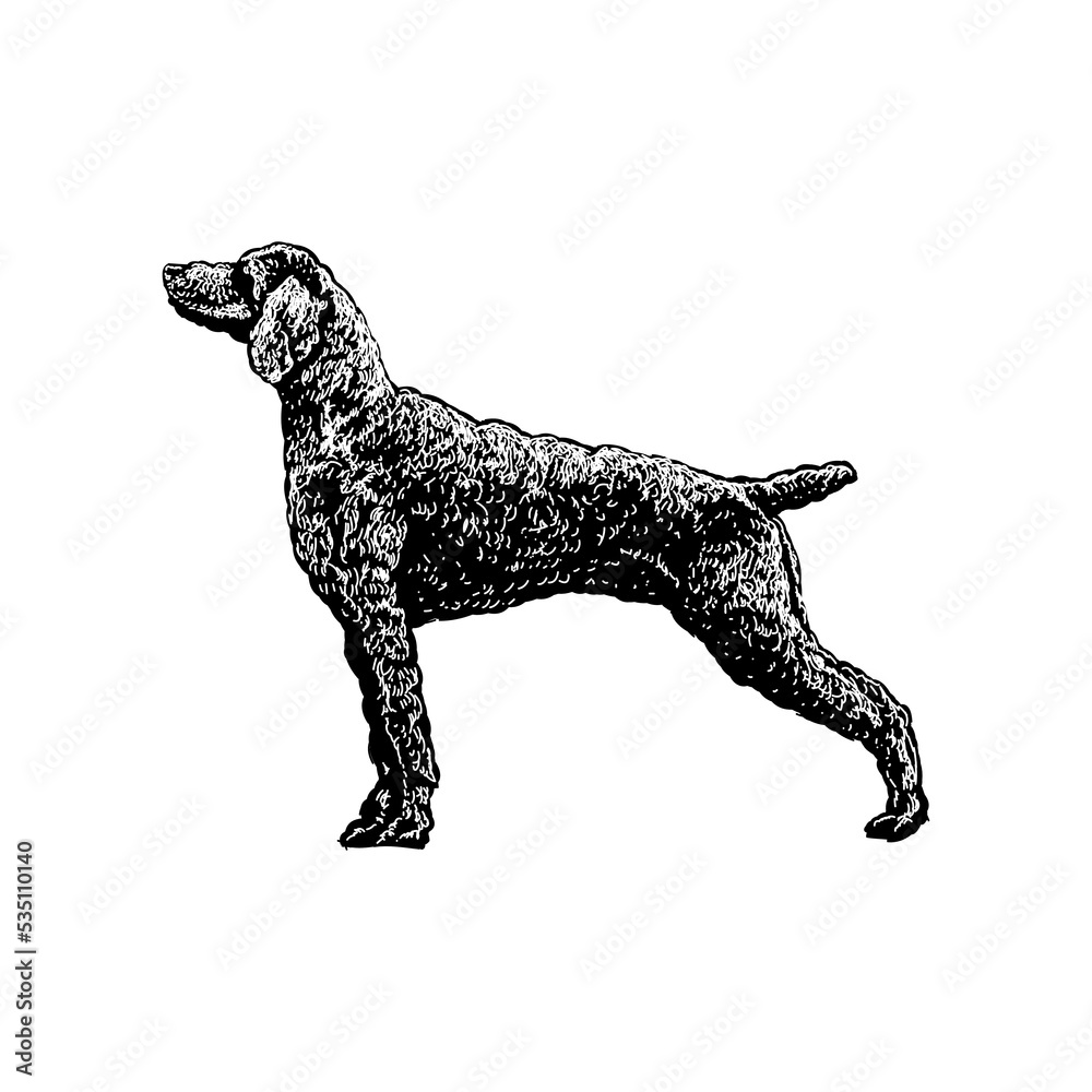 Weimardoodle hand drawing vector illustration isolated on background. Weimardoodle hand drawing vector illustration isolated on background.