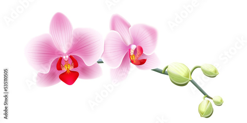 Jasno różowa orchidea - gałązka z pąkami i pięknymi rozwiniętymi kwiatami. Ręcznie rysowana botaniczna ilustracja.	