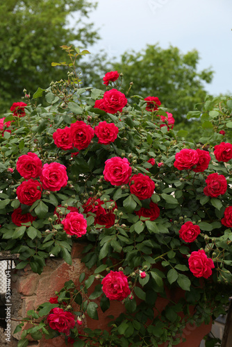 Fototapeta Naklejka Na Ścianę i Meble -  Beautiful blooming rose bush near old building outdoors
