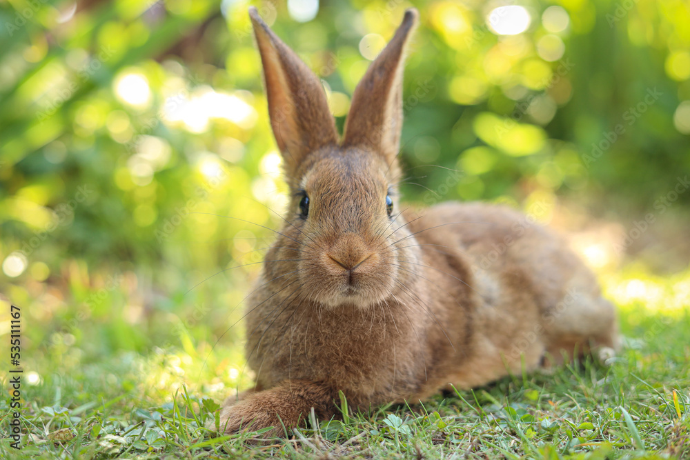 Fototapeta premium Cute fluffy rabbit on green grass outdoors