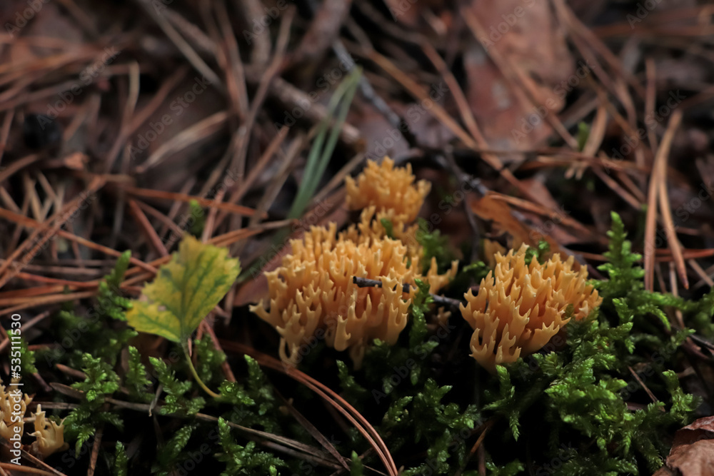 Ramaria flava mushrooms growing in forest, closeup Ramaria flava mushrooms growing in forest, closeup