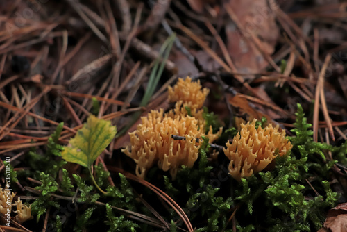 Ramaria flava mushrooms growing in forest, closeup
